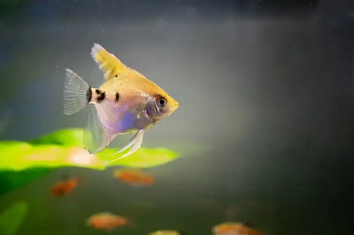 Pește exotic