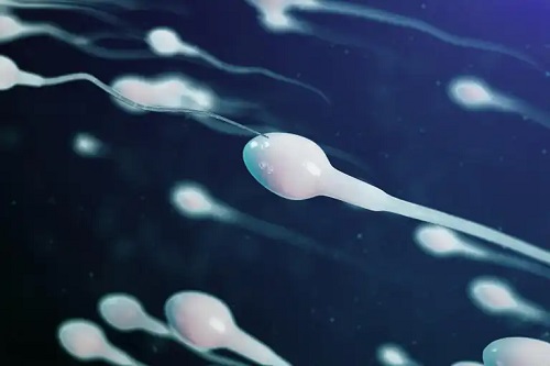 Spermatozoizi călătorind