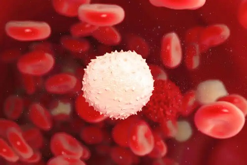 Valorile normale ale leucocitelor