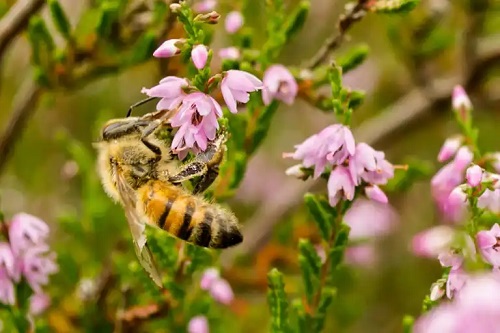 Albină care produce mierea de erica sau iarbă neagră