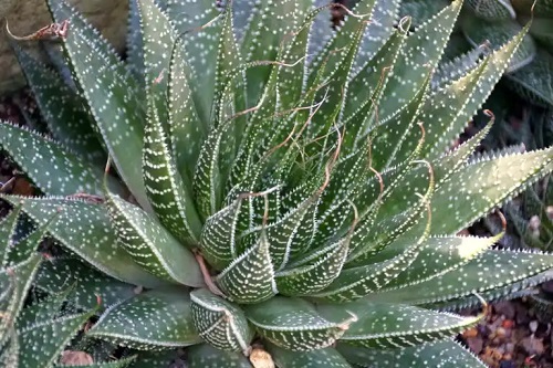 Aloe sălbatic: caracteristici și îngrijire