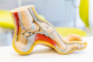 Anatomia piciorului: părțile sale și problemele comune