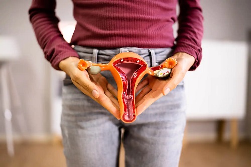 Aparatul reproducător feminin