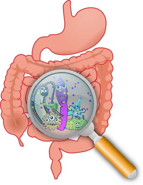 Bacterii care locuiesc în intestine