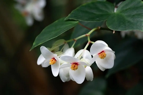 Begonia pe lista de flori hipoalergenice