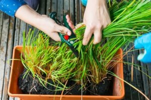 Cum se îngrijește și cultivă lemongrass sau citronella