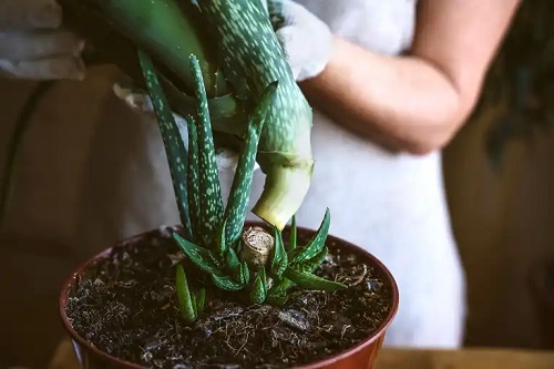 Femeie care plantează aloe sălbatic