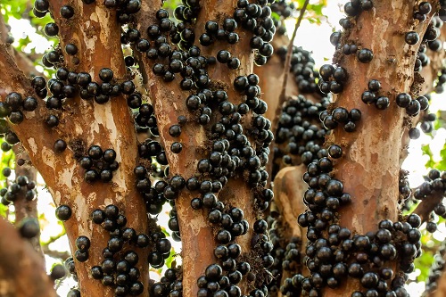 Fructe jabuticaba crescute pe scoarță