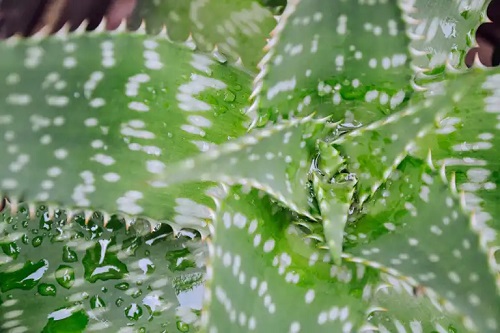 Frunze de aloe sălbatic