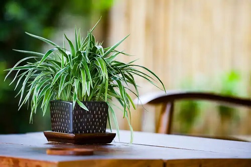 Ghiveci cu planta păianjen sau voalul miresei