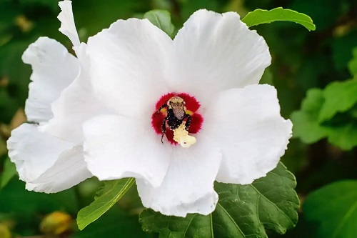 Hibiscus pe lista de flori hipoalergenice