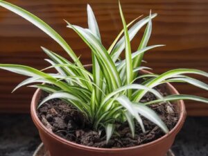Planta păianjen sau voalul miresei pentru a purifica aerul din casă
