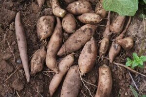 Siropul de Yacon: poate ajuta acest îndulcitor la pierderea în greutate?