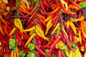 12 soiuri de ardei: caracteristici și proprietăți