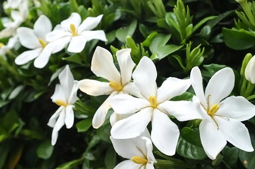 Tipuri de gardenia pentru grădină