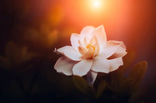 7 tipuri de gardenia și caracteristicile acestora