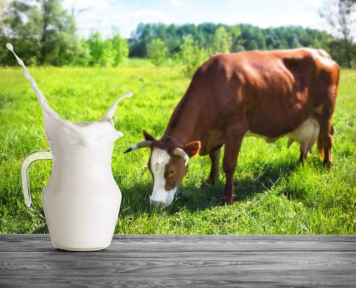Lapte de vacă proaspăt