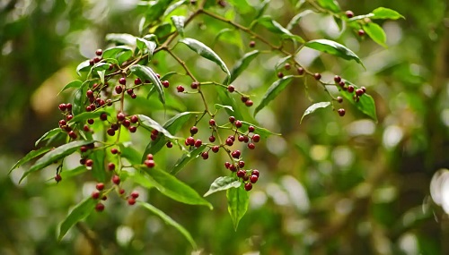 Planta Litsea cubeba