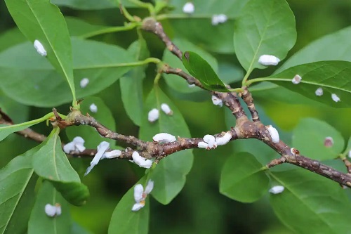 Plantă infectată cu păduchele lânos