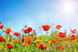 10 plante de grădină care rezistă la secetă și soare