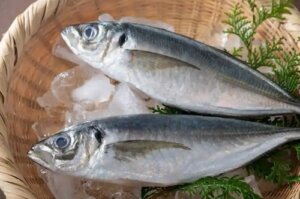 Stavridul negru: un pește cu o importantă valoare nutritivă