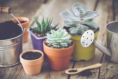 Plante suculente