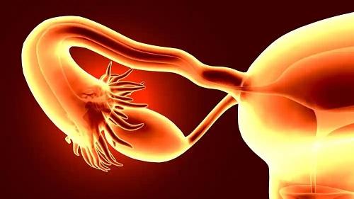 Trompă uterină și ovar