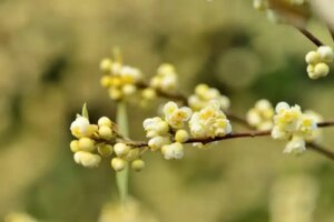 Uleiul esențial de Litsea cubeba: proprietăți și cum se folosește