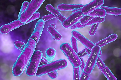 Bacterii benefice