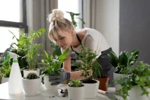 Chelatul de fier pentru plante: beneficii