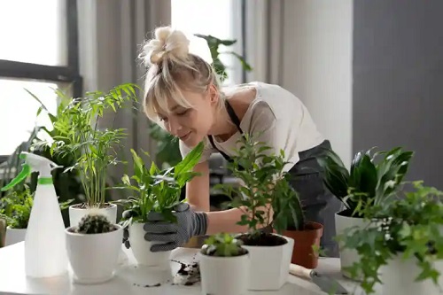 Chelatul de fier pentru plante: beneficii