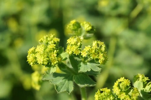Crețișoara sau alchemilla