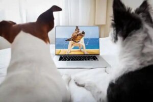 9 filme pentru iubitorii de animale