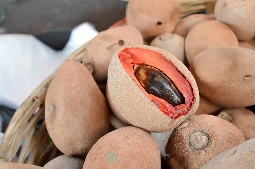 Mamey bone