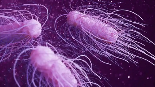 Bacterii Salmonella