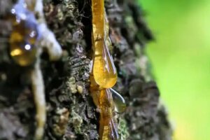 5 seve de plante și proprietățile lor medicinale