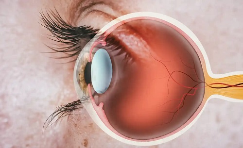 Strctura anatomică a ochiului