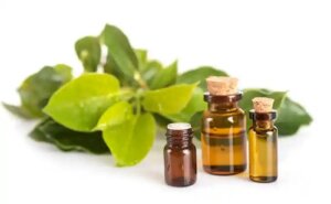 Uleiul esențial de Ravintsara: care sunt beneficiile acestuia?