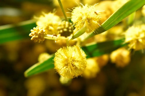 Specia acacia dealbata
