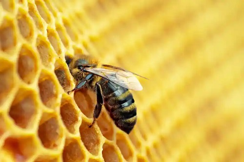 Apiterapia ajută la combaterea psoriazisului?