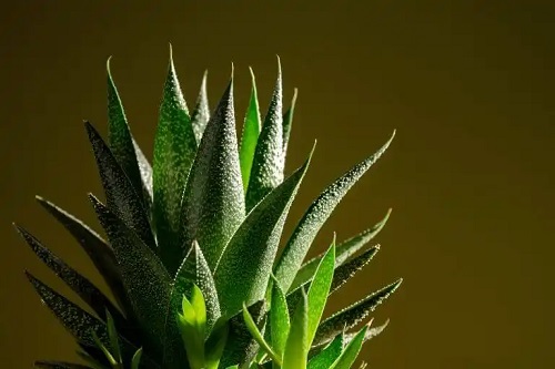 Aloe sălbatic pentru interior
