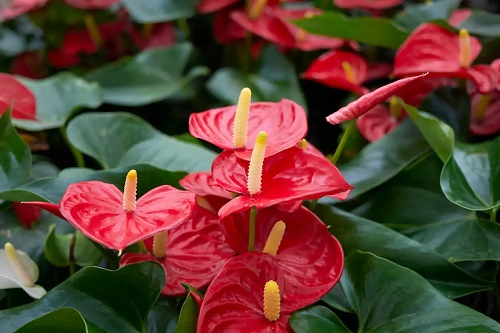 Anthurium înflorit