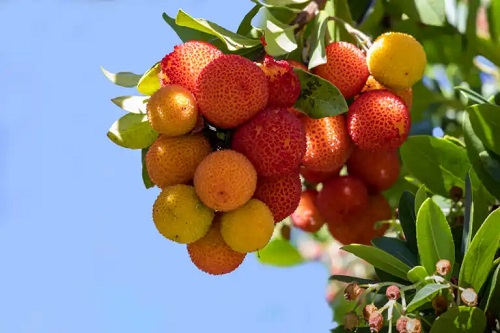 Arborele de căpșuni: valoare nutritivă, proprietăți și beneficii