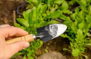 Care sunt beneficiile acidului boric pentru plante?