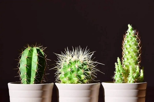 Cactuși în ghivece