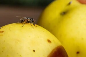 7 sfaturi pentru a elimina musculițele de fructe sau oțet