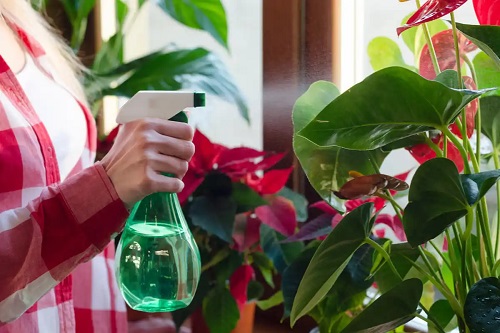Femeie care udă plantele
