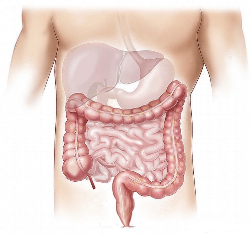 Intestine în corpul uman