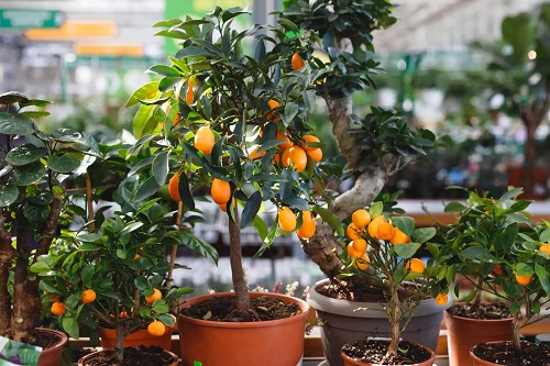 Kumquat în ghiveci
