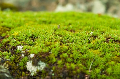 Mușchi verde